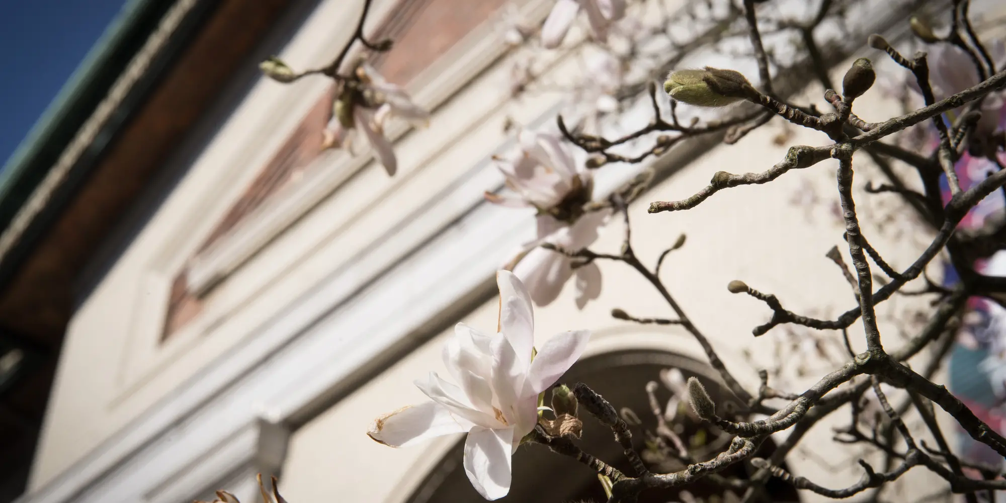 Flowers blooming at CMU