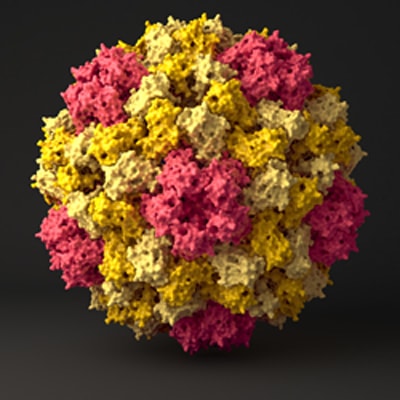 Virus Computer Simulation