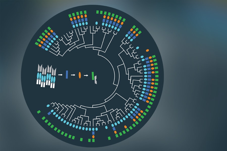 This image illustrates the evolution of the Firmicute sporulation initiation pathway, a compelling example of pathway remodeling.