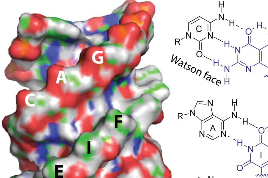 janus binding molecule