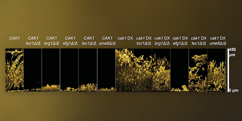 Augmented Candida biofilm formation as a result of reduced Cak1 expression