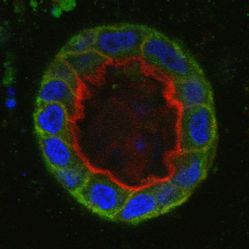 MDCK cell in 3D culture