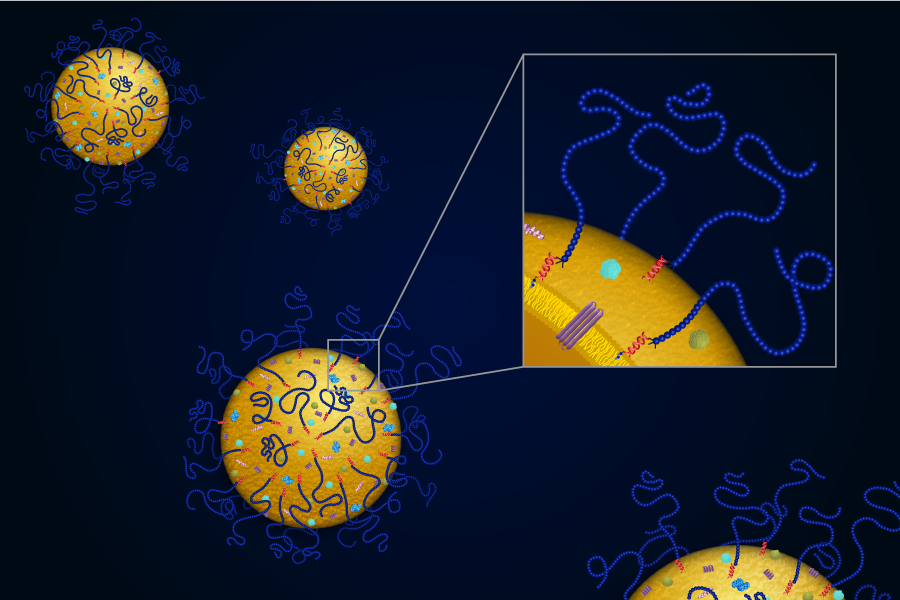 biohybrid nanoparticles