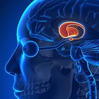 BrainHub Scientists Visualize Critical Part of Basal Ganglia Pathways