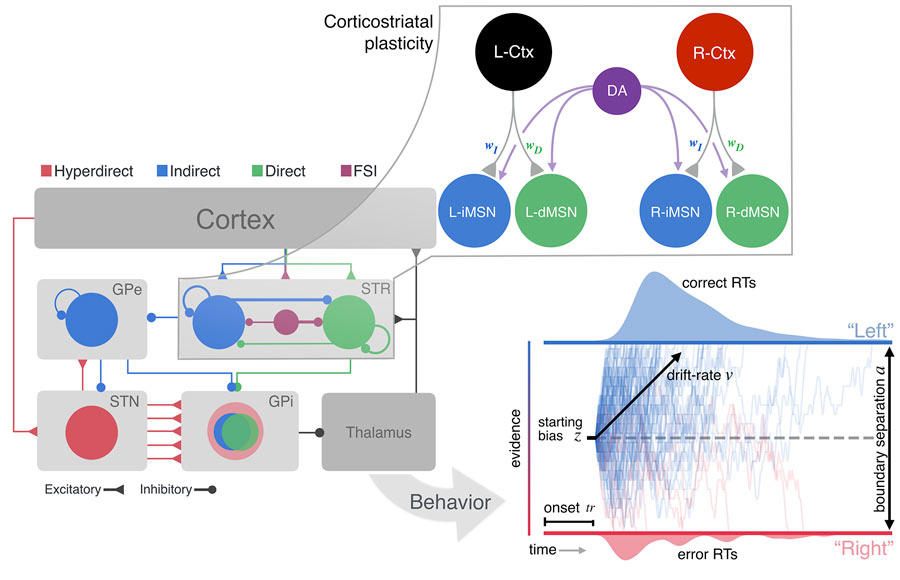 connections-cortex_900x580.jpg