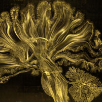 Artist Captures Beauty of the Brain