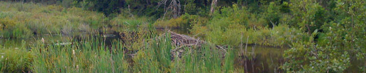 The Environment Across the Curriculum Initiative
