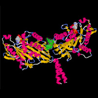 Molecular Motors