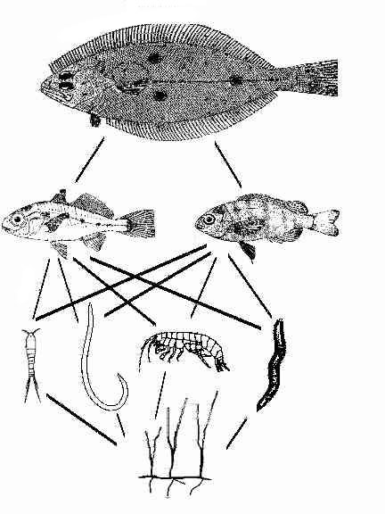 simple food chain diagram. A Nautical Food Web.