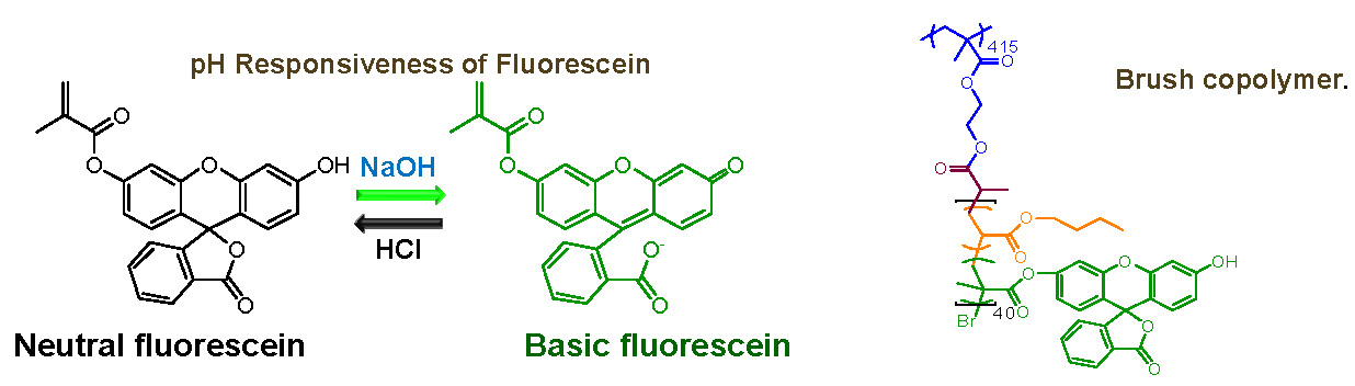 11G fluorescent 1