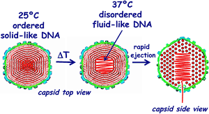 Single-molecule measurements made by Carnegie Mellon researchers sow that HSV-1 DNA undergoes a solid-to-fluid transition within the capsid.