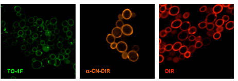 This figure illustrates three populations of yeast cells labeled with green, orange and red fluoromodules expressed on the cell surface.