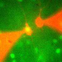 Paired cell recording from the cerebral cortex of the fosGFP transgenic mouse.
