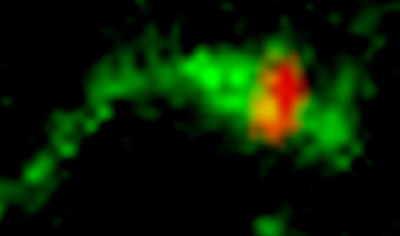 In early endosomes, Shiga toxin (green) is sorted into membrane tubules, which pinch off and move to the Golgi apparatus. The membrane left behind, marked by epidermal growth factor (red), eventually fuses with lysosomes and its contents are destroyed. Sorting into the Golgi-destined membrane tubules depends on Shiga toxin binding to GPP130. Manganese protects cells by down-regulating GPP130. Without GPP130 to bind, Shiga toxin does not enter the endosomal membrane tubules and, as a consequence, it is degraded in lysosomes.