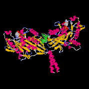 Structural rendering of kinesin’s two heads, called motor domains, cross-linked by a bound tail domain (green).