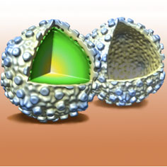 3D reconstruction of bacteriophage lambda with (left) and without (right) DNA