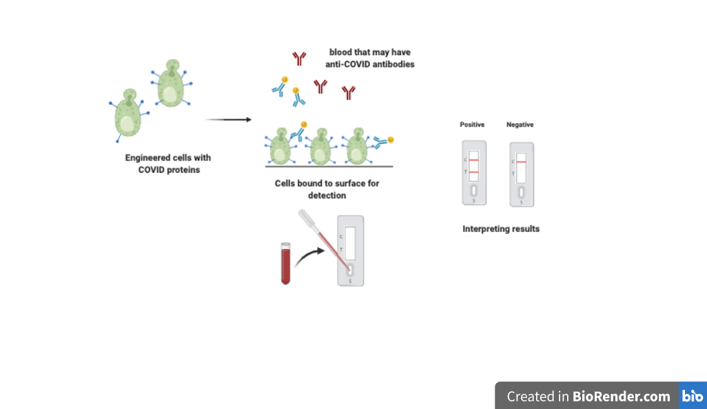 Graphic of the mechanism of the proposed test