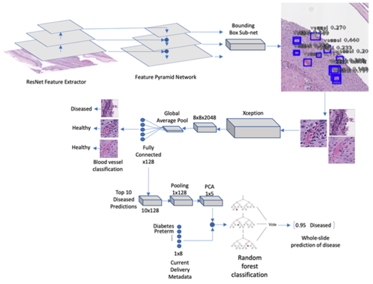 Disease Identification in Histopathological Imaging Using Multi-Resolution Hierarchical Convolutional Neural Networks