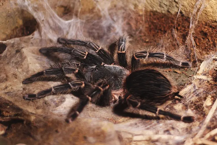 tarantulas-traced-to-cretaceous-900x600-min.jpg