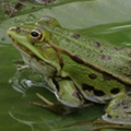 GigaBlitz Frog