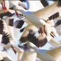 Birds of the Air