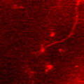 Inhibitory Neurons