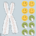 Telomeres