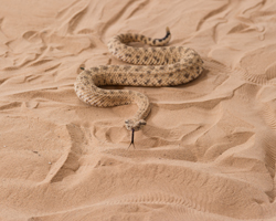 Snake and Sand