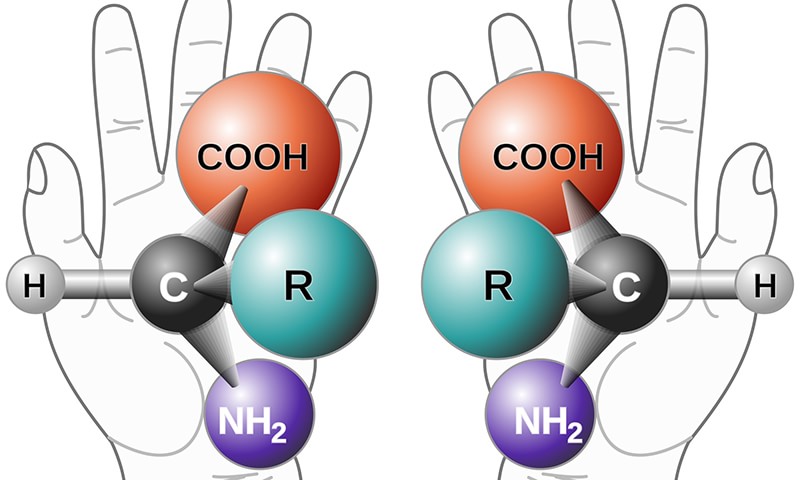 amino acids