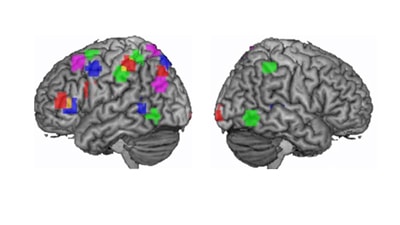 brains