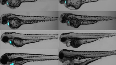 Zebrafish