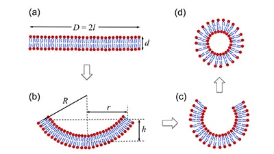 Vesical Formation Schematic