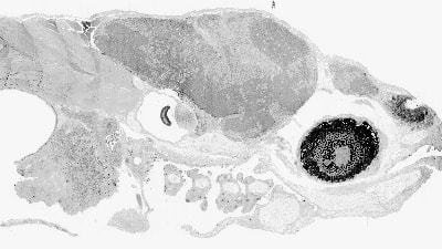 Image of brain of a zebrafish
