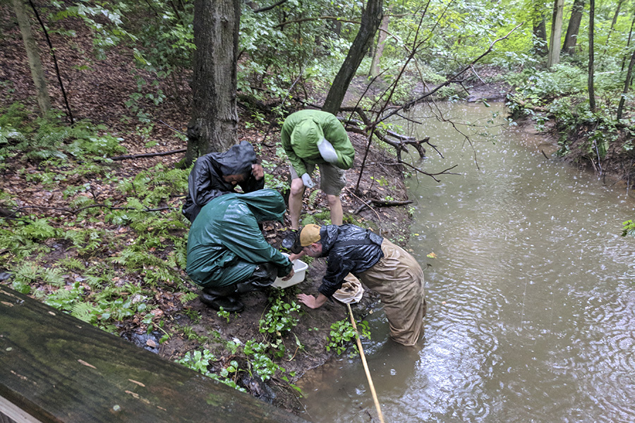 A photo of volunteers collecting aquatic insects.