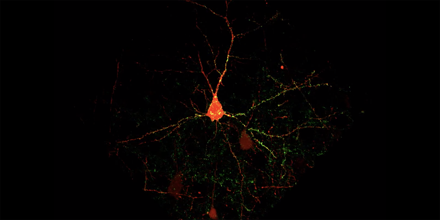 arnegie Mellon Scientists Develop High-Throughput Fluorescence Technique for Synapse Analysis