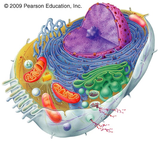 Biological Cell