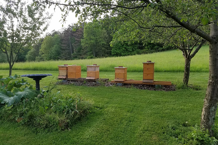 beehives