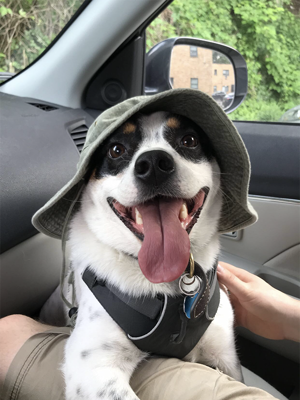 Dog in a hat.