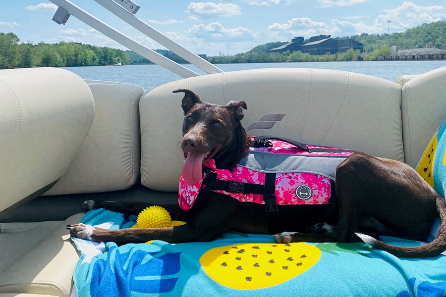Dog wearing a life jacket riding on a boat.