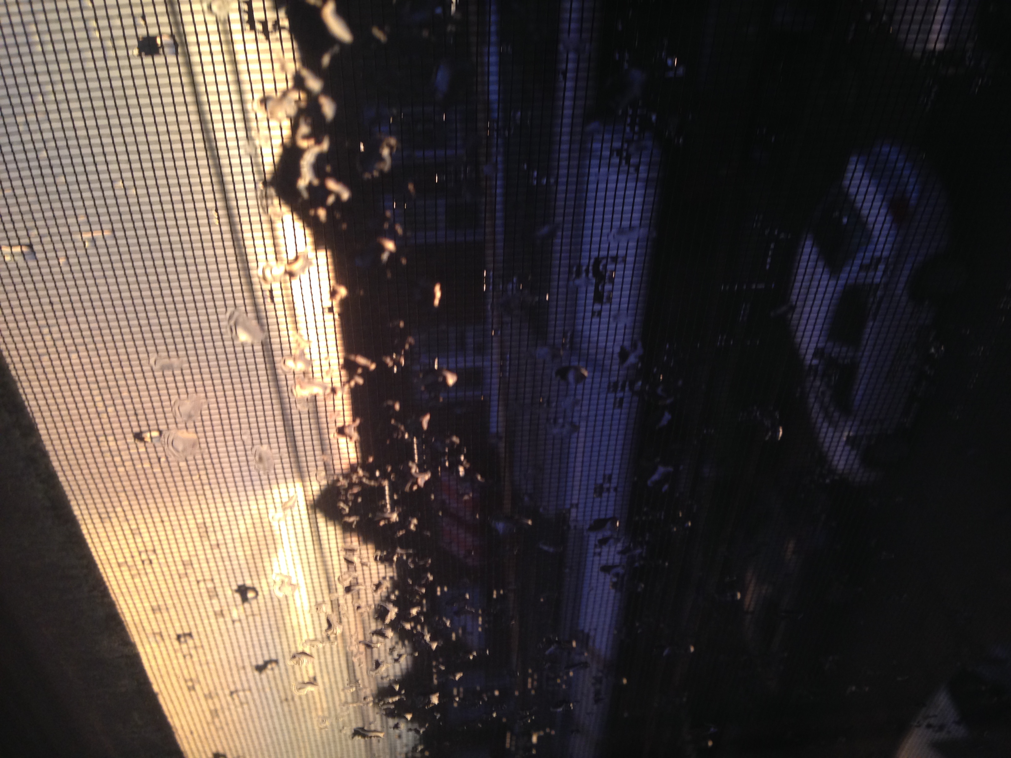 Sunset through a window screen speckled with raindrops