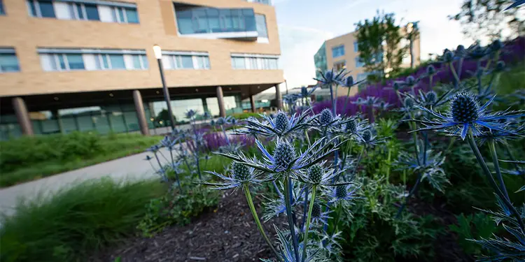 Thistle growing on campus.