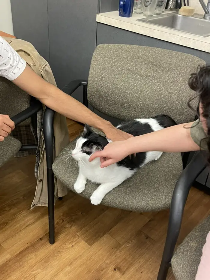 Picture of students petting a cat during ChemE Wellness Day
