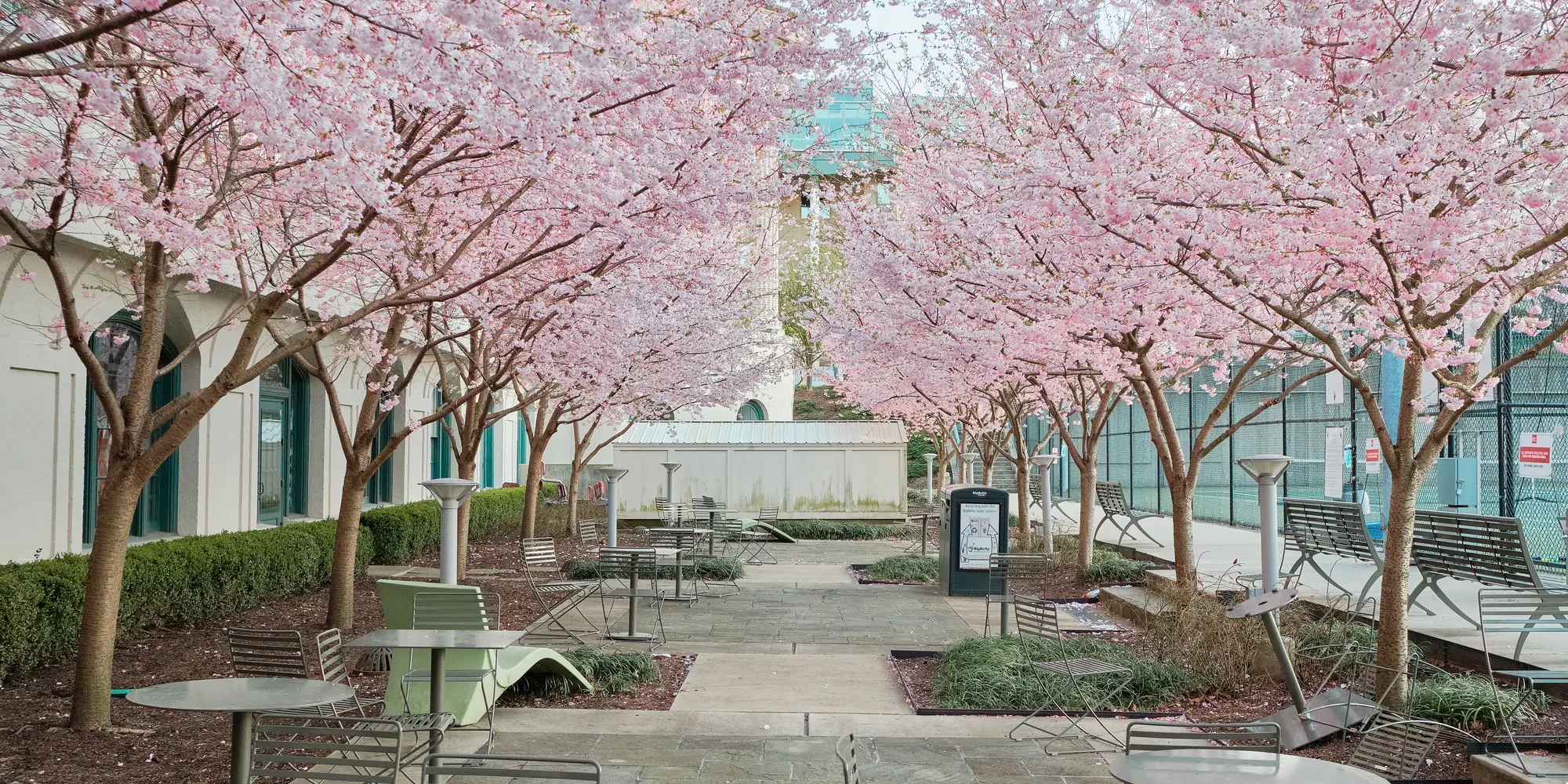 Courtyard view of trees in the spring