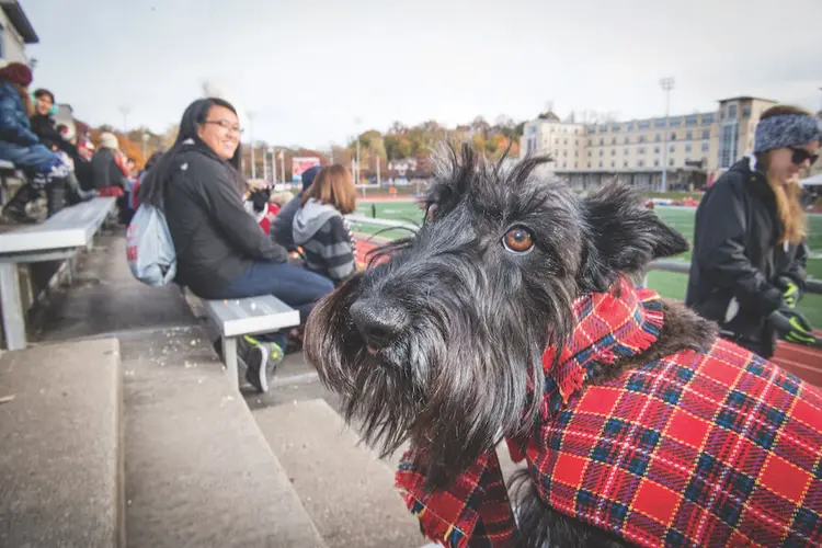 CMU mascot Scotty attends a football game
