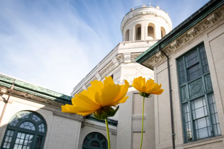 Photo of bright yellow flowers blooming on campus.