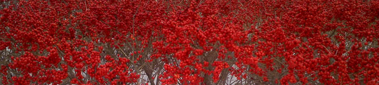 winter berries