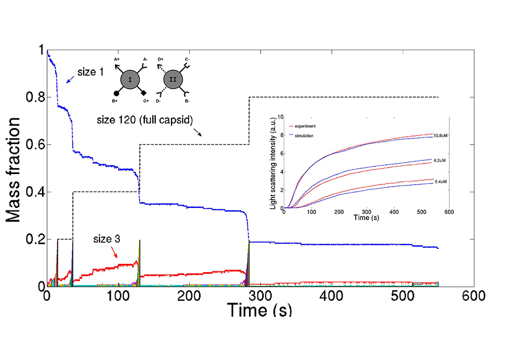 Time progress of a stochastic computer simulation of viral assembly based on a model learned through simulation-based data fitting