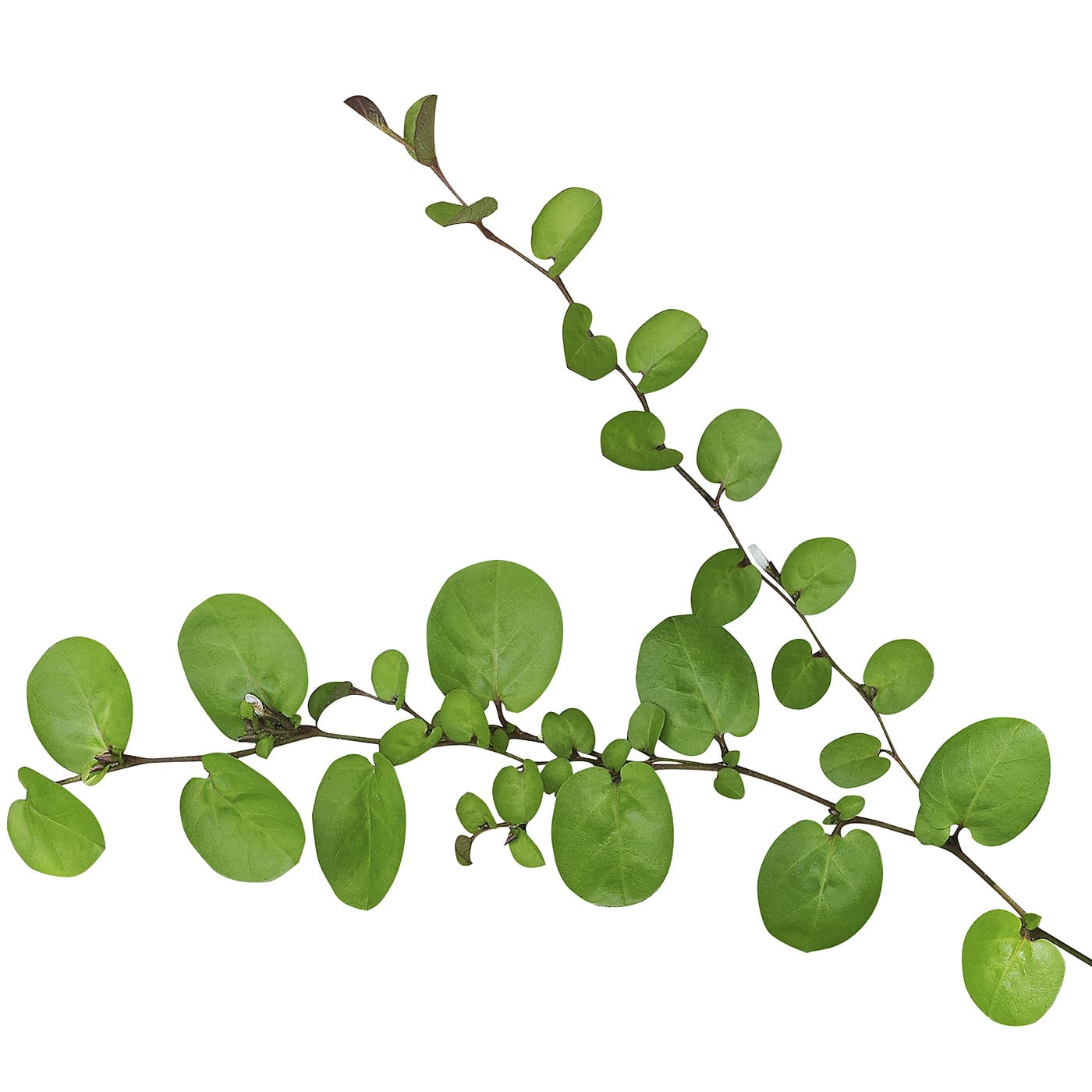 A photo of small branch