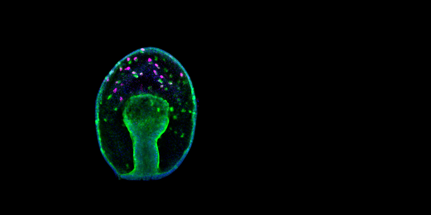 Hinman Neurogenesis