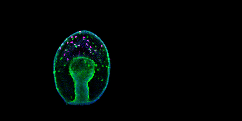 Hinman Neurogenesis